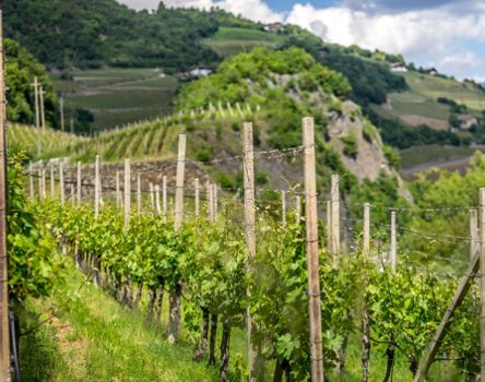 klausen-wein-weinwanderweg_santifaller[4]